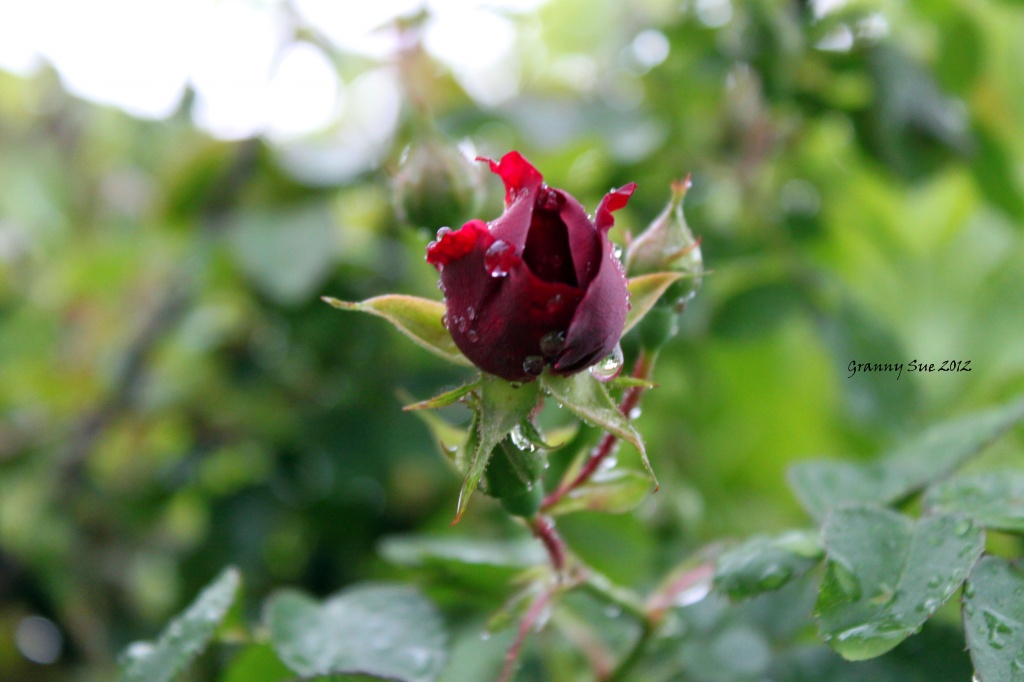 Wet wet rose by grannysue