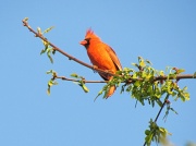 2nd Apr 2012 - Cardinal