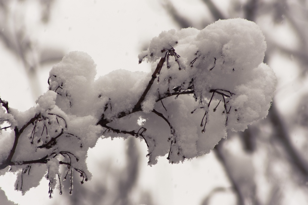 Snow on the Maple by kiwichick