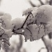 Snow on the Maple by kiwichick