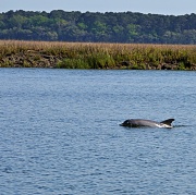 5th Apr 2012 - Dolphin 