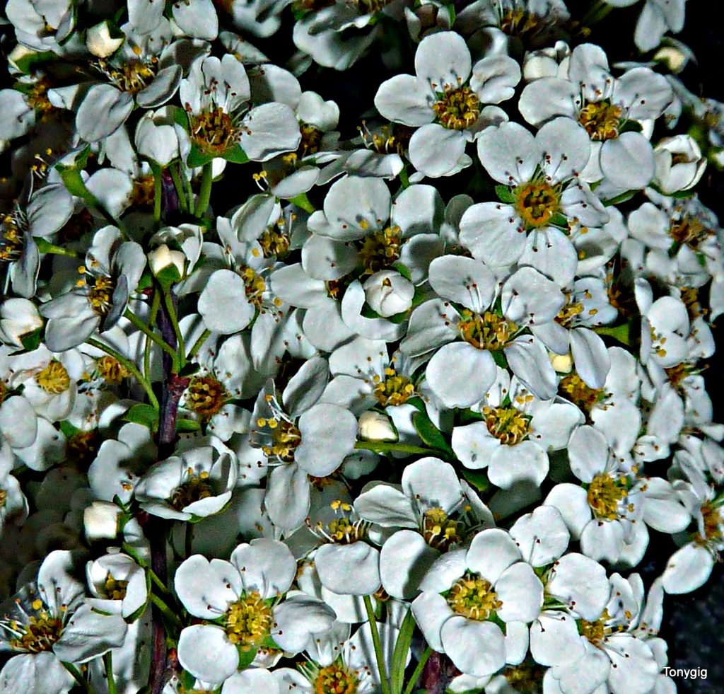 Bridle Flower by tonygig