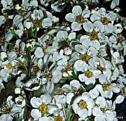 5th Apr 2012 - Bridle Flower