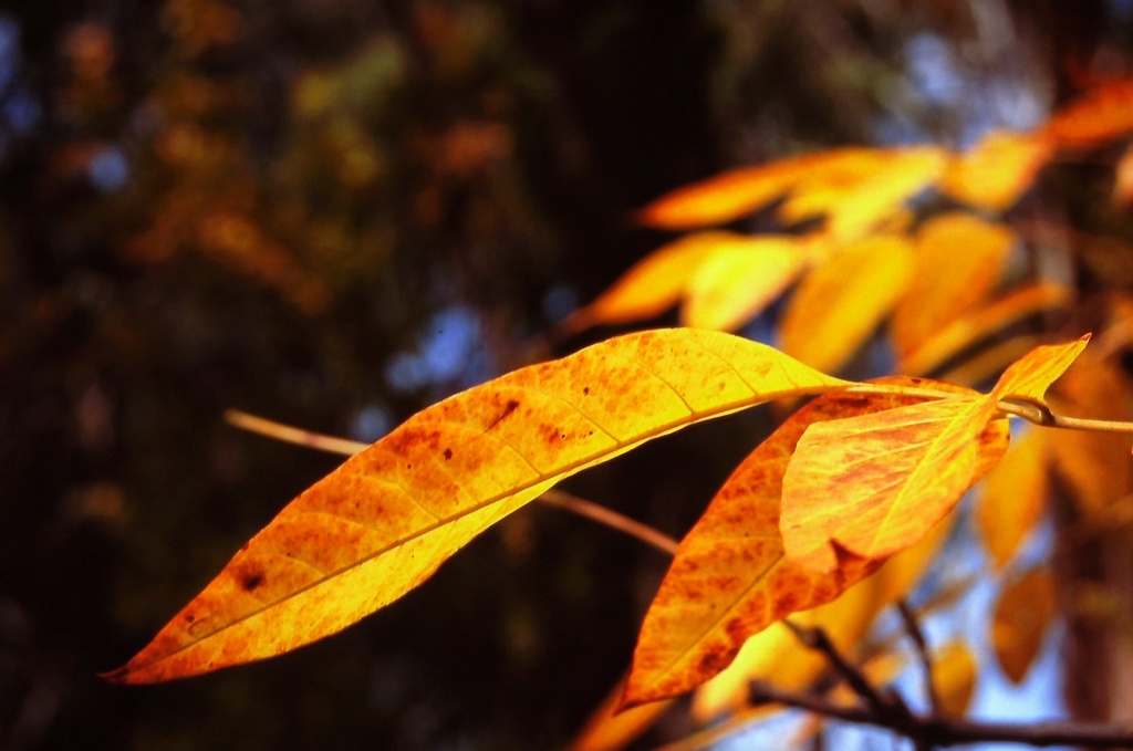 Autumn leaves by peterdegraaff