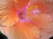 5th Apr 2012 - Hibiscus - with ants!