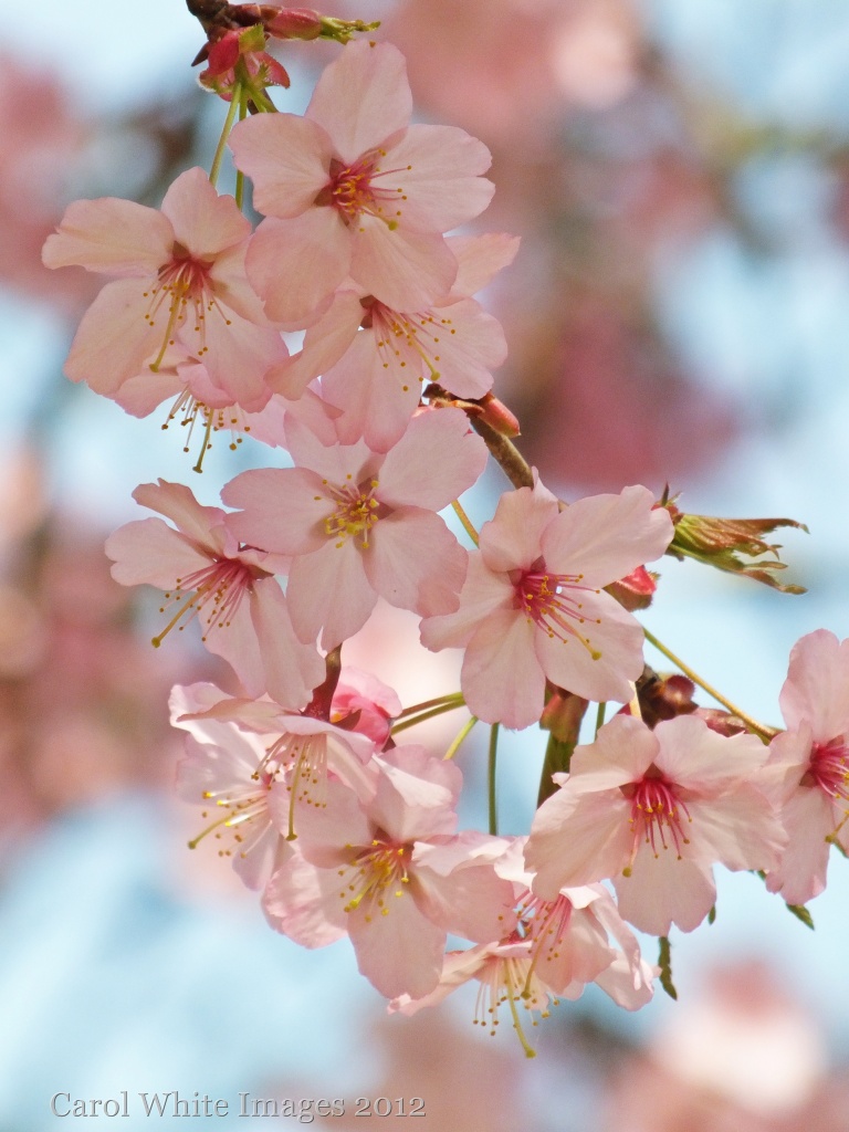 Spring Blossom by carolmw