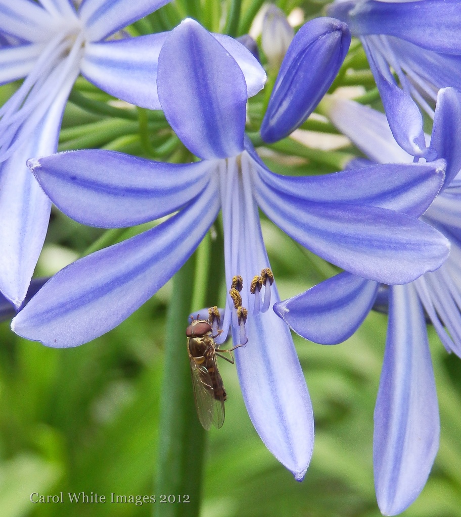 Flower Bug by carolmw