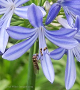 5th Apr 2012 - Flower Bug