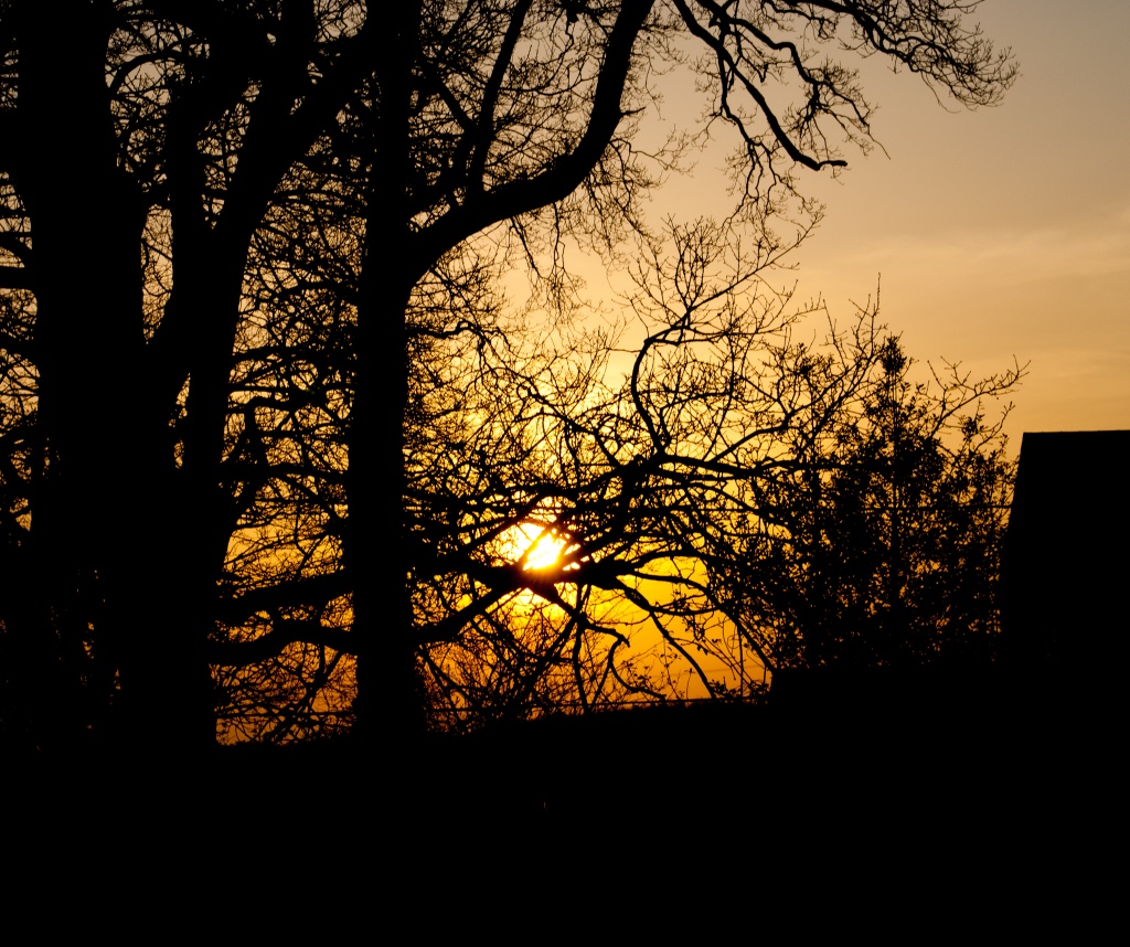 Sunset through branches by manek43509