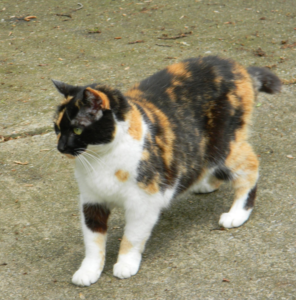 Calico Cat on Driveway 4.5.12 by sfeldphotos