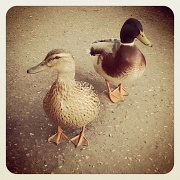 30th Mar 2012 - Pub ducks