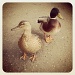 Pub ducks by manek43509