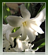 5th Apr 2012 - Hyacinth in the sun