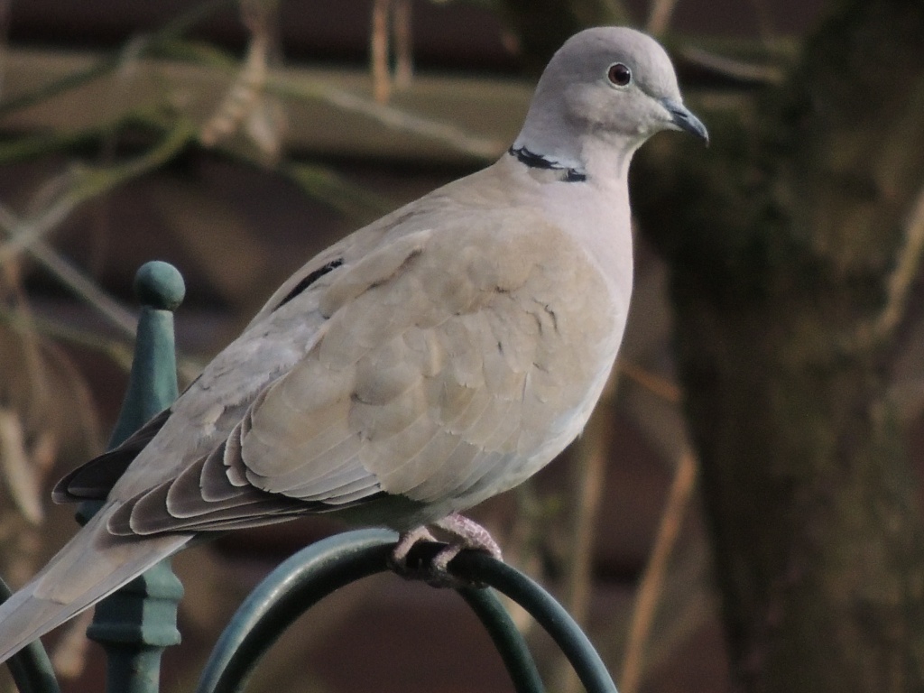 Little collared dove again by rosiekind