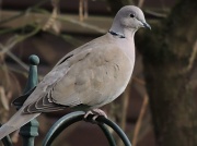5th Apr 2012 - Little collared dove again