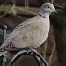 Little collared dove again by rosiekind