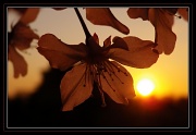 5th Apr 2012 - Bloomin' Sunset