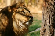 5th Apr 2012 - The Lion