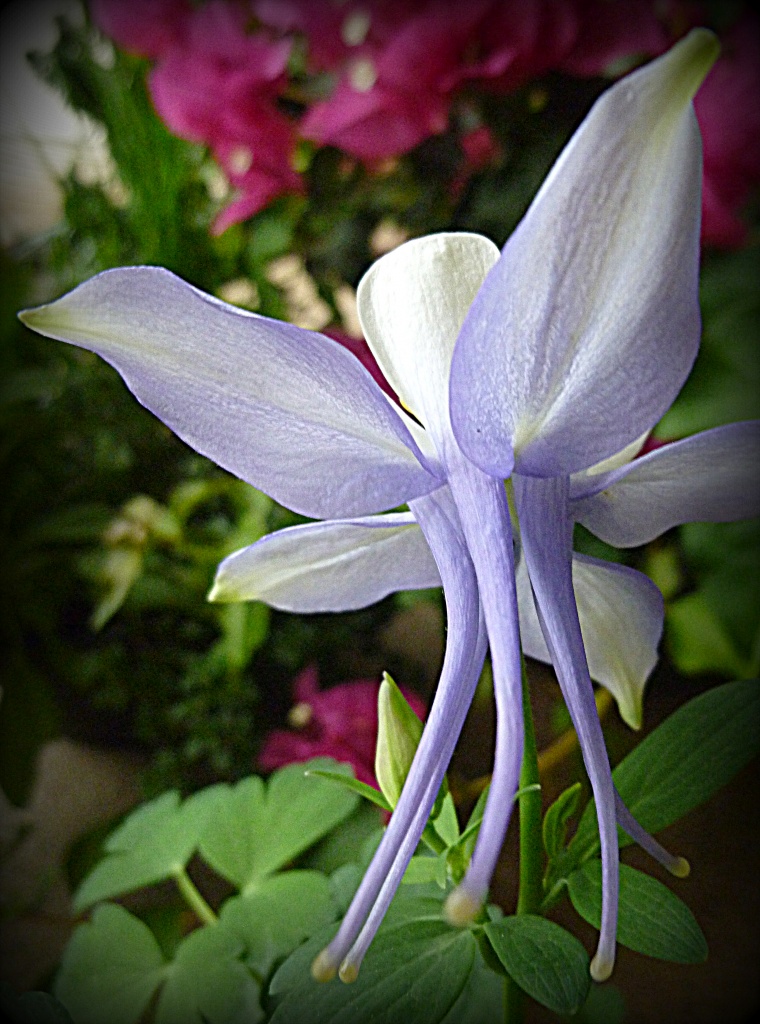 Origami Blue and White Columbine by calm