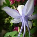 Origami Blue and White Columbine by calm