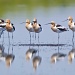 Avocet Boys by twofunlabs