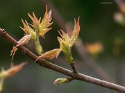 6th Apr 2012 - A leaf ballet... 