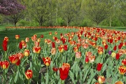 5th Apr 2012 - Tulips Go Round at Inniswood