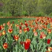 Tulips Go Round at Inniswood by ggshearron