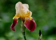 6th Apr 2012 - Yellow and purple Iris