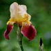 Yellow and purple Iris by vernabeth