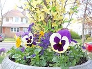 1st Apr 2012 - Pansies in the planter