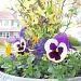 Pansies in the planter by kchuk