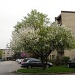 Blooming tree outside my building by kchuk