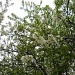 Blooms on the tree by kchuk