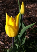 5th Apr 2012 - Tulips
