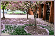 6th Apr 2012 - Pink Snow