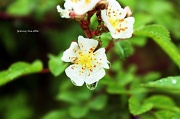 5th Apr 2012 - White Roses and Rain Drops