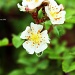 White Roses and Rain Drops by grannysue