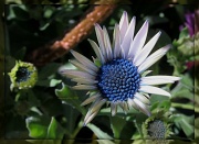 5th Apr 2012 - tiny and blue
