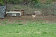 3rd Apr 2012 - Redneck Coop