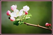 6th Apr 2012 - Fragrance That Flowers