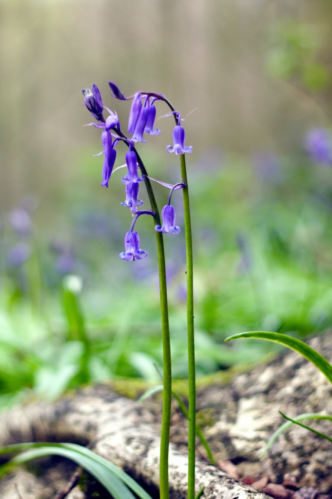 Bluebell by natsnell