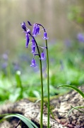 6th Apr 2012 - Bluebell