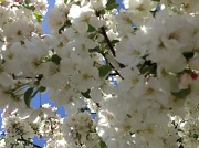 3rd Apr 2012 - Blossoms and blue skies!