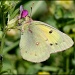 Clouded Sulphur by cjwhite
