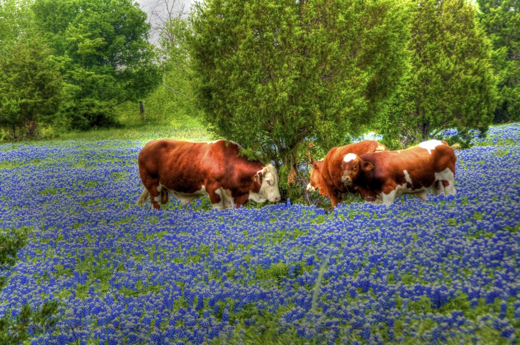 Cows in the Bluebonnets by lynne5477
