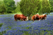 6th Apr 2012 - Cows in the Bluebonnets