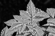 4th Apr 2012 - Wild Raspberry Leaves