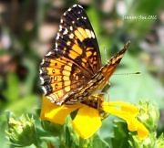 6th Apr 2012 - Butterfly on Dandelion Flower