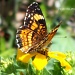 Butterfly on Dandelion Flower by grannysue